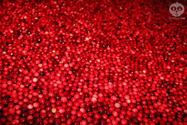 Ocean Spray Cranberry Bog Epcot Food & Wine Festival