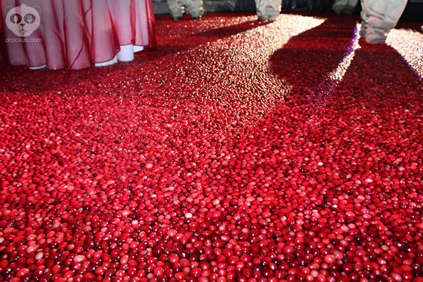 Ocean Spray Cranberry Bog at Epcot Food & Wine Festival 2013